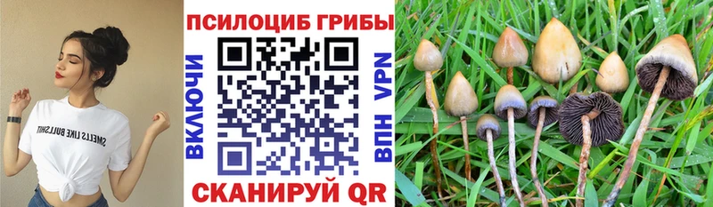 Галлюциногенные грибы MAGIC MUSHROOMS  даркнет сайт  мега ссылки  Кинель 